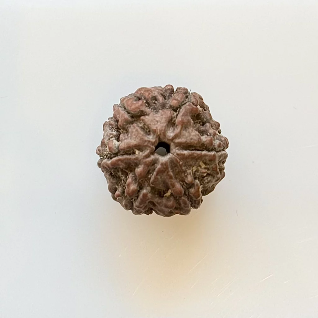 Rudraksha
